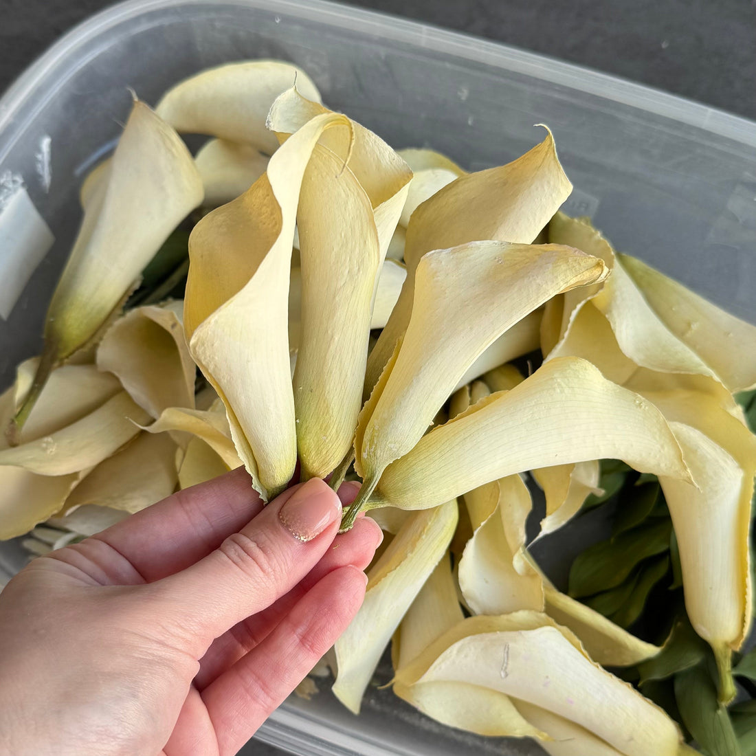 Preserved Flowers